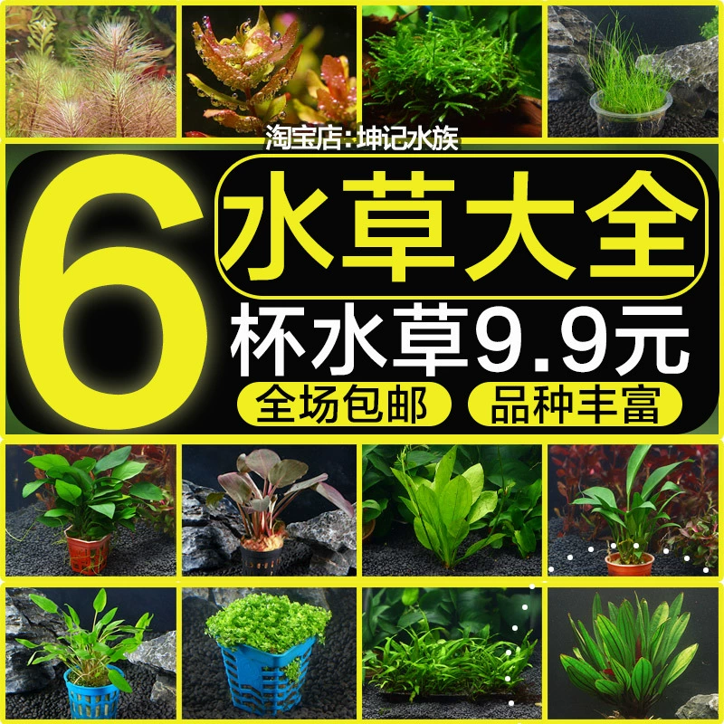 Аквариум Ленивая вода Трава Пресная вода Живые растения Вода Фикус Затонувший мох Аквариум Настоящая водная трава Ландшафтный дизайн Пакет украшения