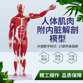 教学演示用品;其他模型玩具;医药教学器材