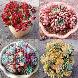 仙人掌及多肉;营养液