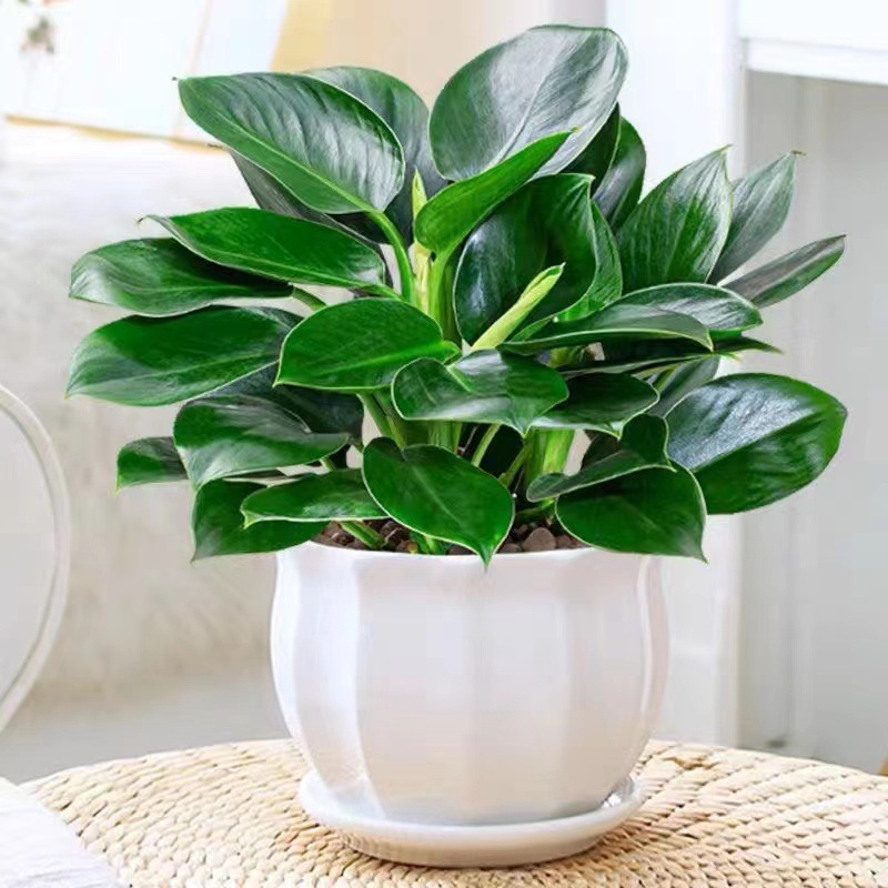 골든다이아몬드 25cm 3그루(다이아몬드 세라믹 화분) + 영양액