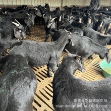 大耳黑山羊 黑山羊养殖利润 努比亚黑山羊 黑山羊养殖场