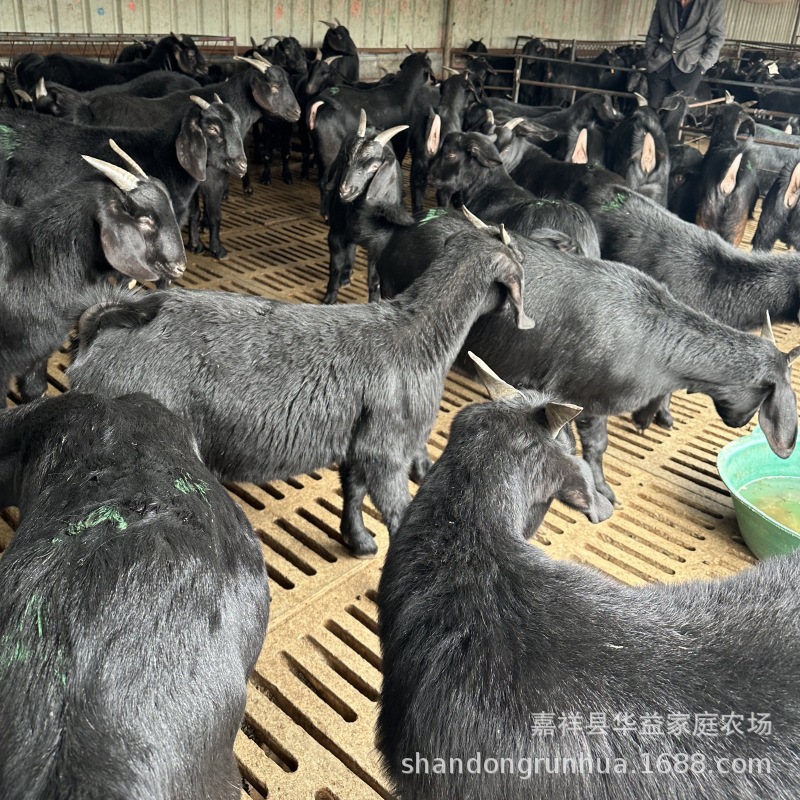 大耳黑山羊 黑山羊养殖利润 努比亚黑山羊 黑山羊养殖场