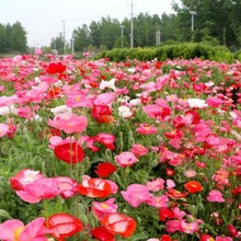 �S�����l���u�����˻��N�Ѷ����ͺ����NҊ���ͻ������˷N�Ӄ��\�}