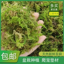 干苔藓青苔蝴蝶兰花石斛种植营养土水苔育苗嫁接乌龟冬眠垫材椰土