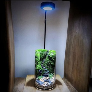 Moss Micro-Landscape Office Ornaments Personalized DIY Ecological Bottle Plant Dormitory Desktop Potted Micro-Landscape