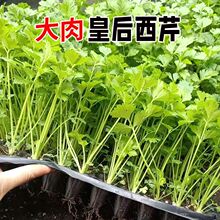 �ʺ��۲����������۸�������߮a�ļ��ﶬ�����̨ͥԺ�߲��玧��