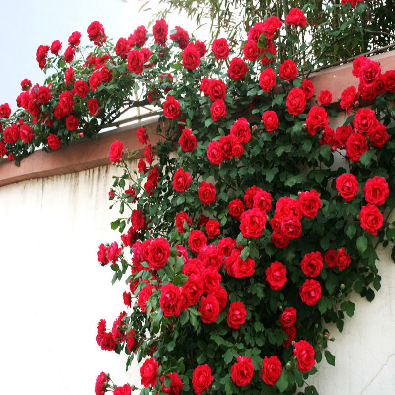 어린 소녀 (모종 1개에 뿌리가루가 들어있습니다)