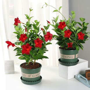 Wanli Fragrant Vine Blooms in All Seasons, Climbing Vine Plant Red Double Happiness Vine Flower Seedlings Balcony Indoor Summer Flower Potted Plant