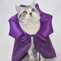 宠物万圣节斗篷披风猫咪装扮女巫紫色吸血鬼变身装蝙蝠变身魔法帽