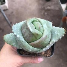 Ԫ���G������Ʒ�N������ֲ��Ԫ����ϡ�����˽�Ԫ�J�C