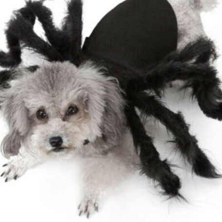 Accesorios para mascotas de Halloween, alas de murciélago, araña para mascotas, disfraces divertidos, gatitos y perros grandes