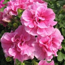 �ذ갫��ţ����С�绨���L�ļ��_�����B�׻��ױ����̨ͥԺ����