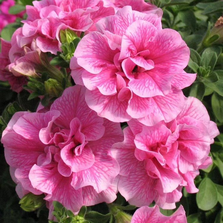 重瓣矮牵牛花苗小苗花期长四季开花好养易活易爆盆阳台庭院花卉