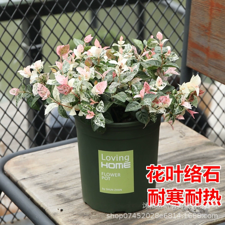 Цветок и лист каменного цвета лист Горшечное растение Four Seasons подвесное Вьющееся виноградное растение золотой камень открытый цветок двор зеленое растение морозостойкость