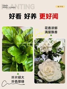 �~���Ϙ��ӻ��ļ��d�ӻ�����֦�󎧻���ĵ���_���U��ֲ�ﻨ�軨��