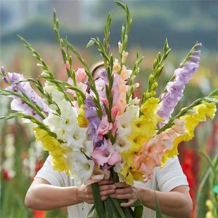 Imported Mini Gladiolus Bulbs Perennial Balcony Courtyard Easy to Live and Bloom Continuously Heat-Resistant Flower Plants