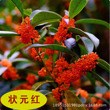 ���l�L�๫�@���G��ľ�N��𵤹������ļ��𻨷N���ܸ��N��