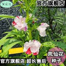 重瓣凤仙花种子客厅混搭大花浓香急性子七彩茶花四季播庭院花卉籽