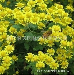 Wholesale Marigold Seeds Four Seasons Sowing Garden Landscape Engineering Greening Cold-Resistant Grass Flower Marigold Flower Seeds