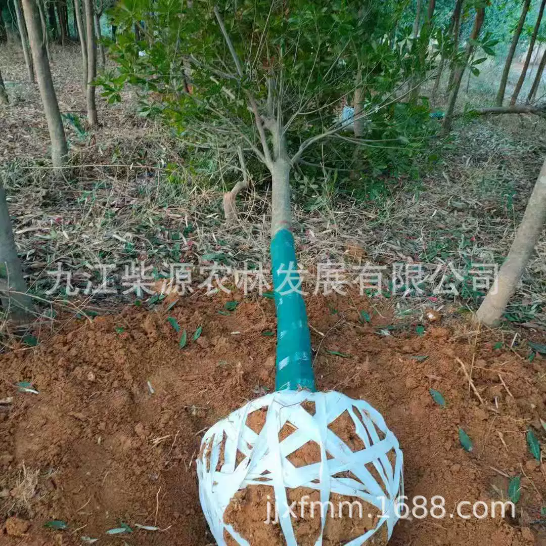 Оригинальные продажи саженцев Euryalea Mountain Euryalea 4cm Mountain Euryalea 6cm Диаметр груди 24cm Euryalea