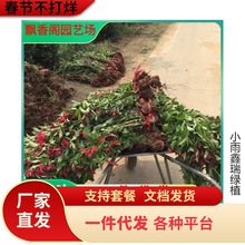 一件代发东北耐寒植物红王子锦带四季五彩庭院室内外地栽盆花灌木