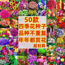 ���ܷN�ӻ����ļ��N�����l�M����̫ꖻ��Ѳ�˹���r�հ��ղ����տ�
