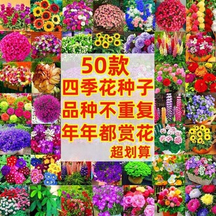 ���ܷN�ӻ����ļ��N�����l�M����̫ꖻ��Ѳ�˹���r�հ��ղ����տ�