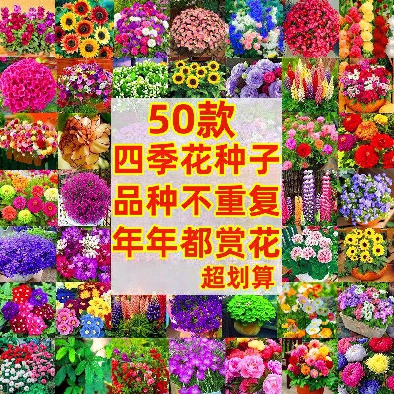 花卉种子花籽四季种子批发满天星太阳花籽波斯菊雏菊百日草向日葵