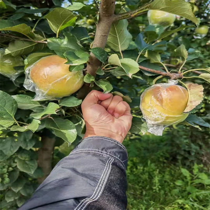 批发苹果树苗 品种全  基地直销  根系好 2公分矮化苹果树苗