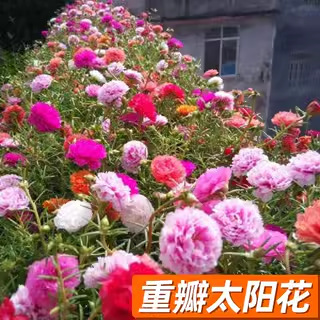 格桑花種種子ペルシャ菊太陽花種孤独野花組み合わせ芝生四季種まき開花種|undefined