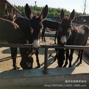 �������Ʒ�N���H��ë�H�����H�r�� ُ�I���^�H�\ݔ����