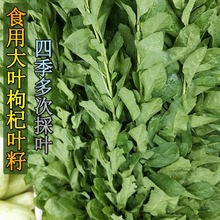 叶用枸杞芽籽 菜用黑芽菜苗 无果枸蔬菜种子四季盆栽家庭园艺