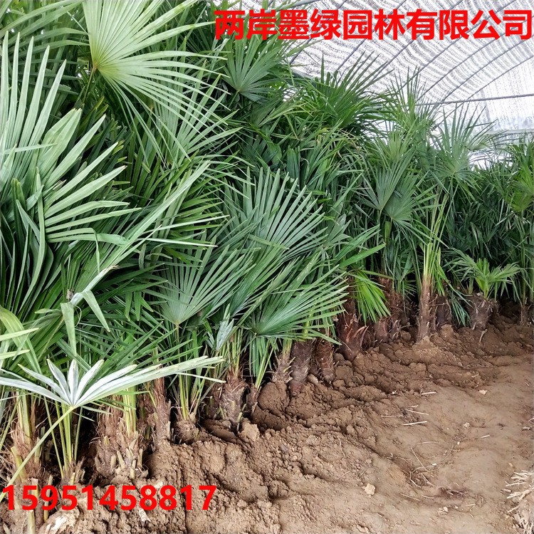 棕榈树苗老人葵棕榈树_主图03