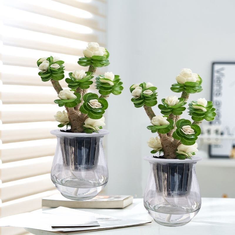 Money Tree Potted Plants, Hydroponic Plants, Succulent Old Stems, Indoor Green Plants, Office Desktop Flowers