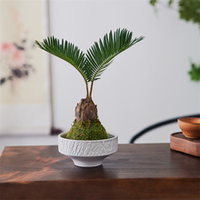 �k���ґ���ֲ������՚����������F��̦�\���^�~Ȥζ�Gֲ�����ͶY