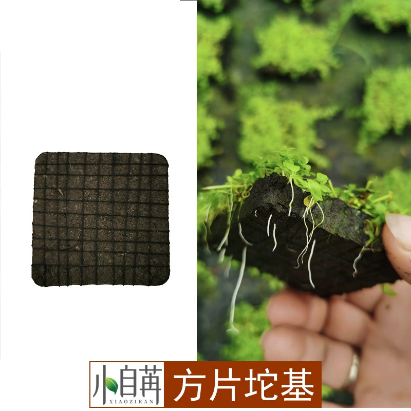[Трансграничная поставка] Квадратный кусок газонного субстрата, грязи, выращивания водной травы, разведения, посадки, углерода для травы, посадки травы в перспективе