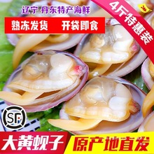 顺丰新鲜真空大黄蚬子鲜活黄蚬子丹东特产开袋即食熟冻海鲜带壳