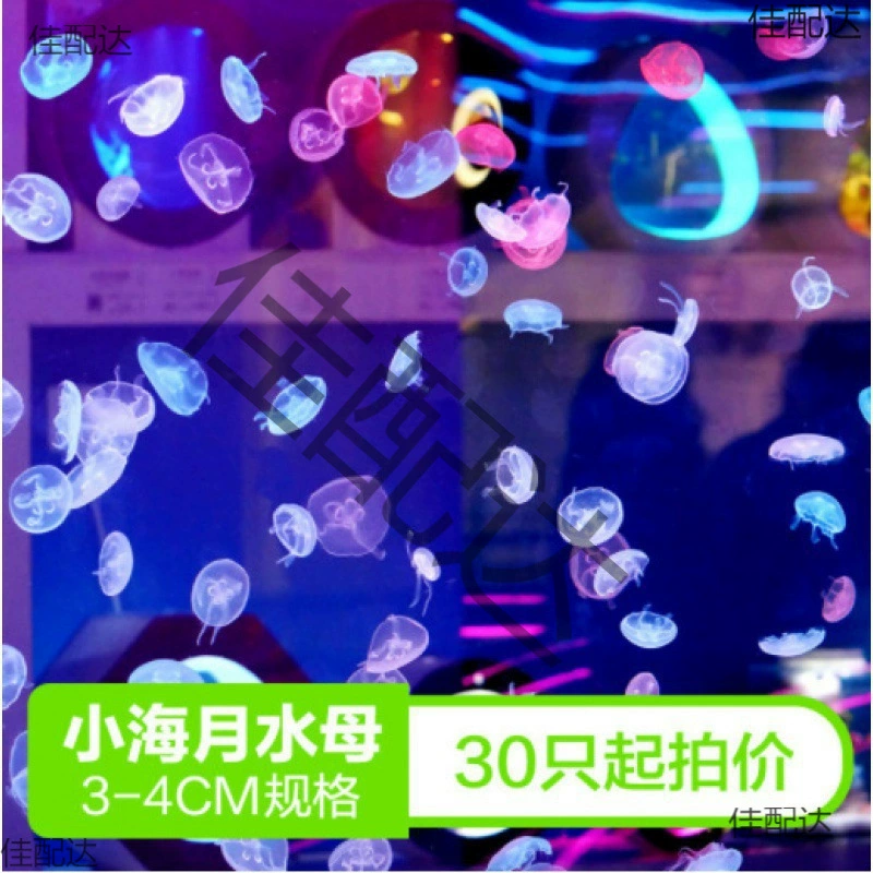 Медузы, медузы, морские лунные медузы, живые нетоксичные декоративные медузы 1020, декоративные 3, только оптовая продажа, уличный ларек, маленькая красная луна