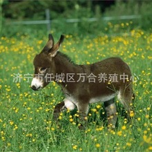 生態景區迷你小寵物驢景區兒童騎乘可愛小毛驢可愛袖珍的寵物驢