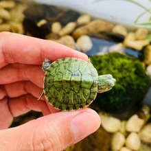 乌龟适合家养的巴西迷你小乌龟活物易存活观赏宠物中华草龟苗认主