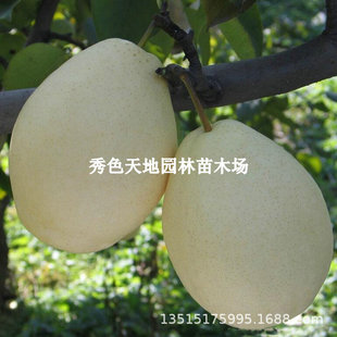 ��Ʒ�N������޽�����ɽ�r������������������ͥԺ�������