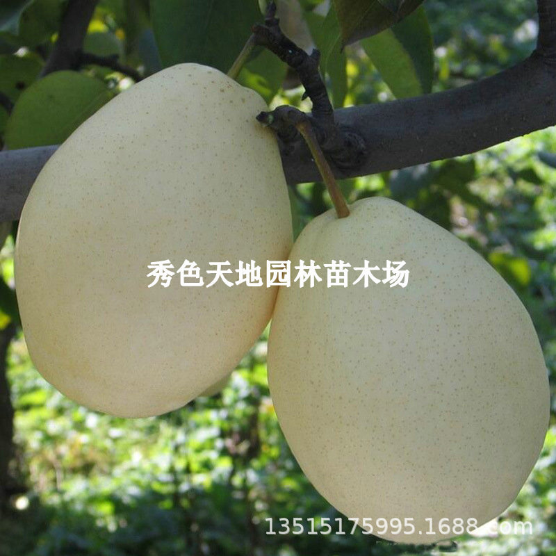 新品种梨树果苗嫁接晚熟山农酥梨树苗脆甜大白梨盆栽庭院果树果苗