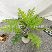 �S�����l����ާ�ֲ�ﲨ˹���F��Gֲ����Ҿӻ�c�b�ֲ�����