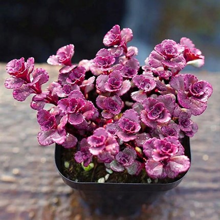 작은 공 장미 그룹 [약 15-20 머리]