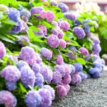 无尽夏绣球花苗盆栽四季开花卉绿植物耐寒室内阳台庭院老桩鲜花