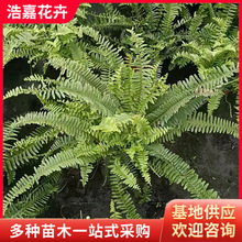 �Iާ���� ������ľ���ع��^�p�rֵ�߾G���������ݻ��ܻ��� �Iާ��