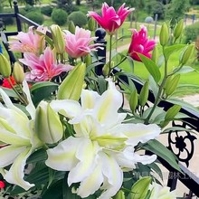 百合种球球香水百合花盆栽重瓣鲜花室内花卉植物郁金香四季开花