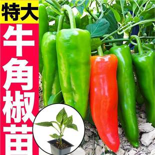 ţ�ǽ���������ţ�ǽ��N��N�������ȫ����ţ�ǽ������ļ�����