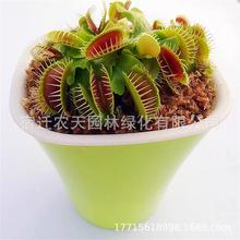 ��ω���i�\��ʳ�x��ʳ�˻���ò���ֲ��N�������滨��С���ԾGֲ