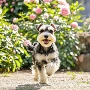 幼犬纯种活体椒盐宠物犬
